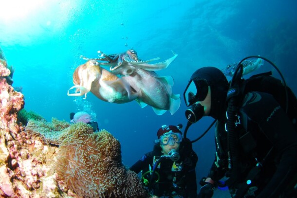 Морская прогулка Коралловый Сад с дайвингом
