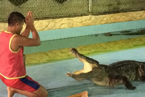 Crocodile and snake show