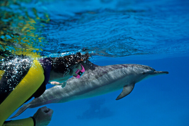 Дом дельфинов