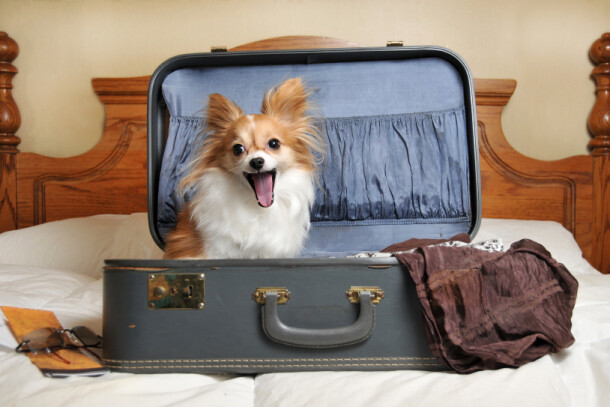 Pet-Friendly Hotels