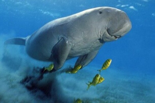 Морская прогулка Бухта Марса Мубарак